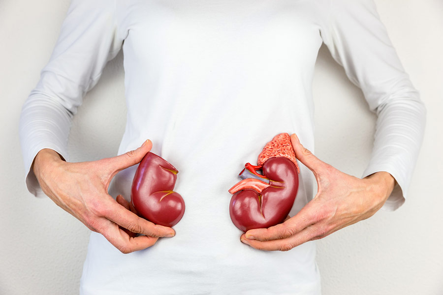 Woman holding model of kidneys