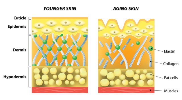 younger skin vs. aging skin