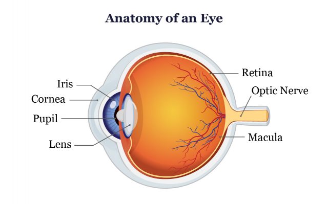 Anatomy of an Eye
