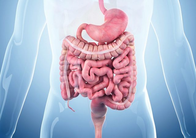 Illustration of the GI tract