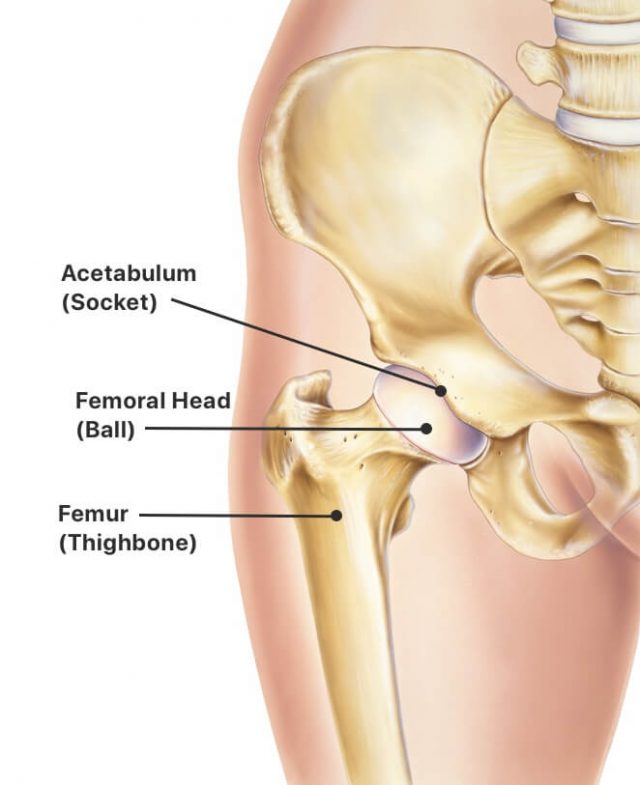 Diagram of hip