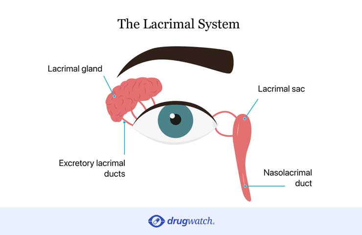 diagram of lacrimal system of the eye