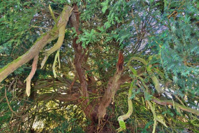 Pacific Yew Tree