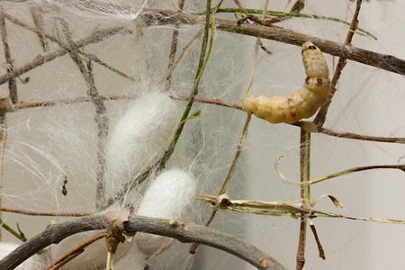 Process showing how silk is created