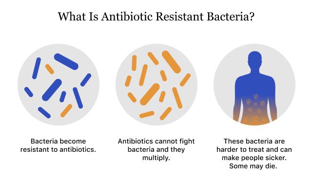 Graphic showing how antibiotic resistant bacteria work