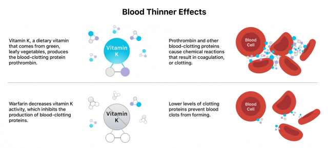 Illustration of how vitamin k helps form blood clots.