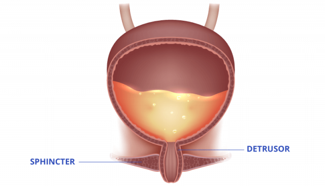 Diagram of the sphincter and detrusor controlling urination